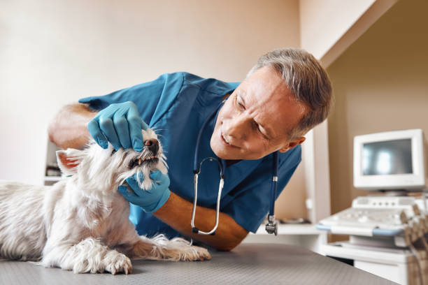 Best Same-Day Emergency Dental Services in Port Jefferson, NY